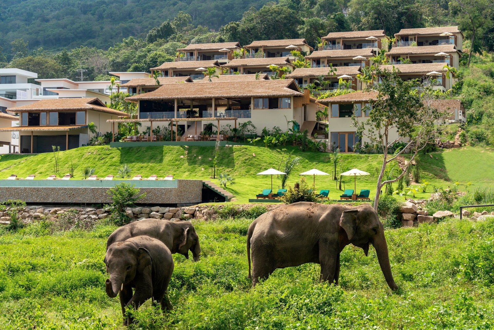 Wild Cottages Elephant Sanctuary Resort, how it began