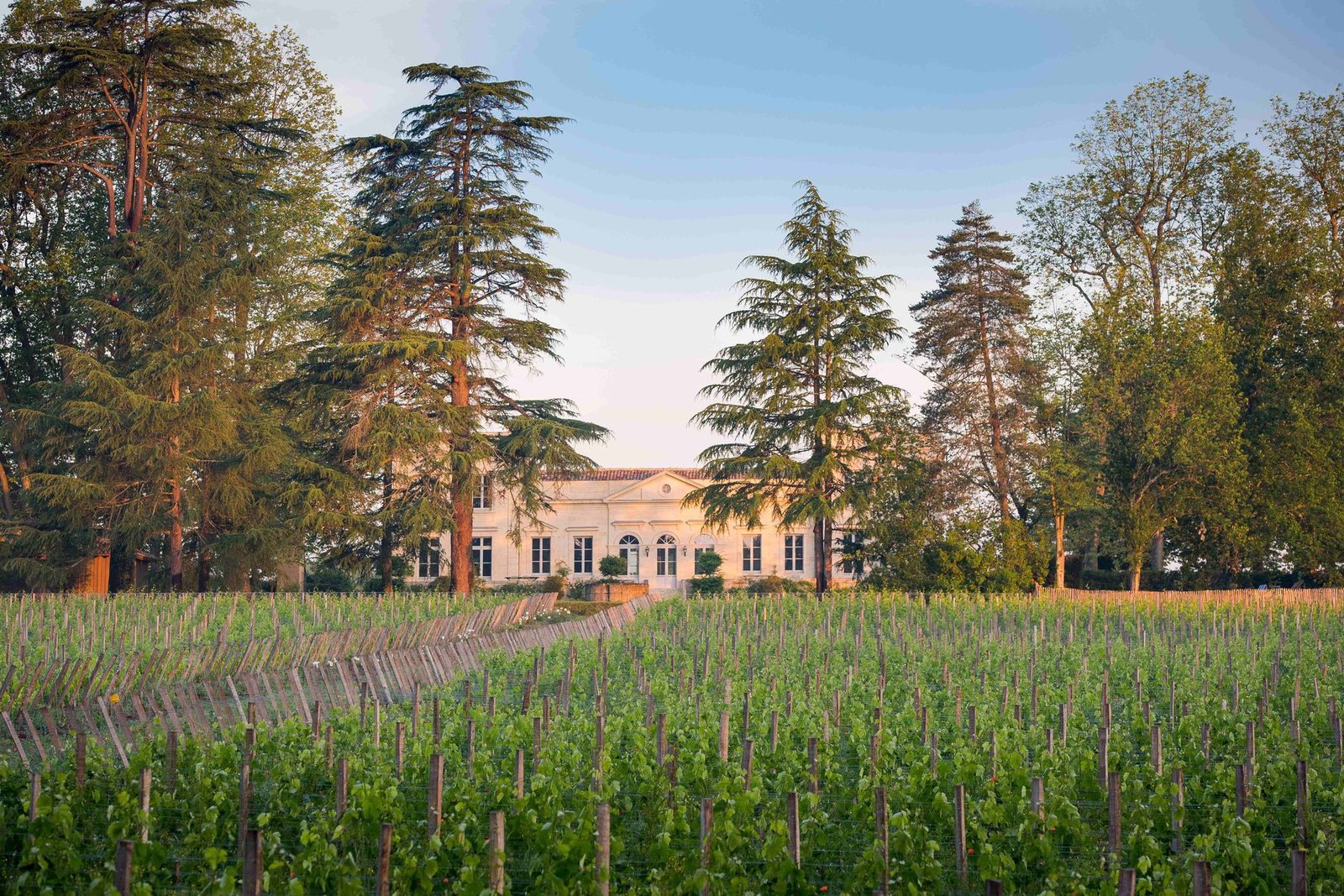 Château Le Pape, how it began