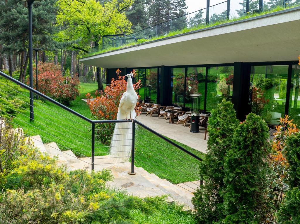 Bioli Wellness Resort — backstory