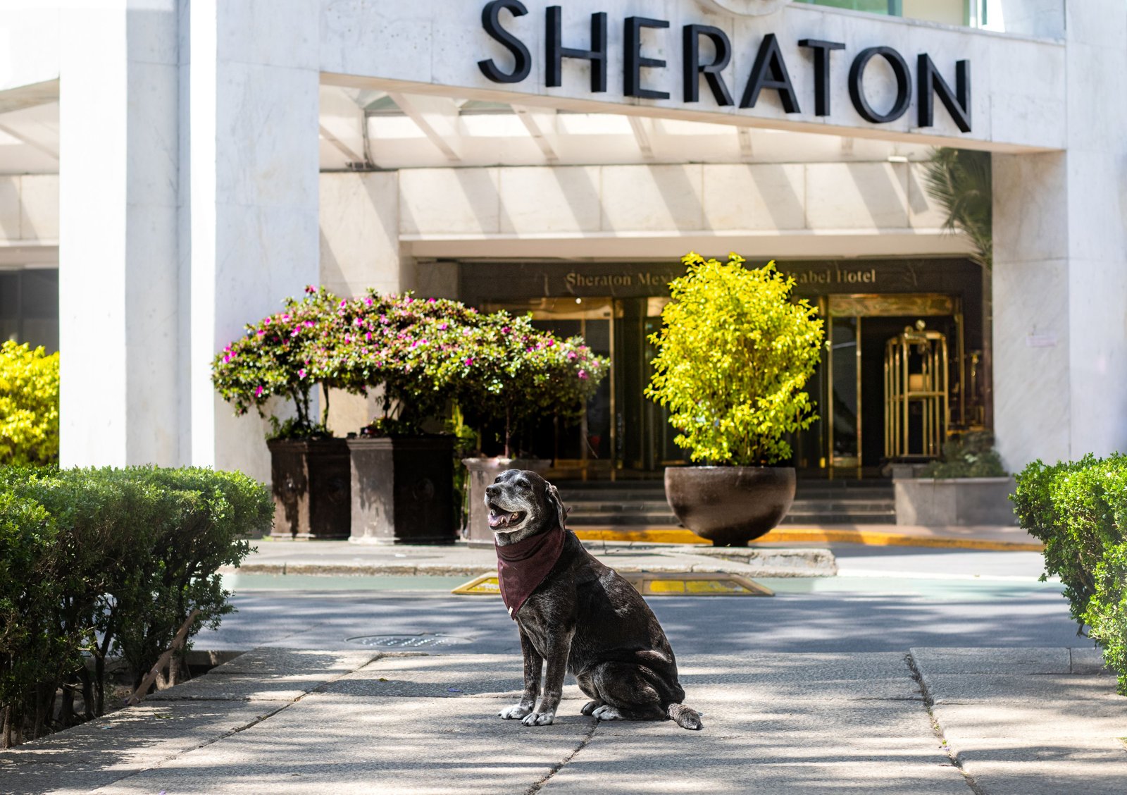 Sheraton Maria Isabel Mexico City Reforma — backstory