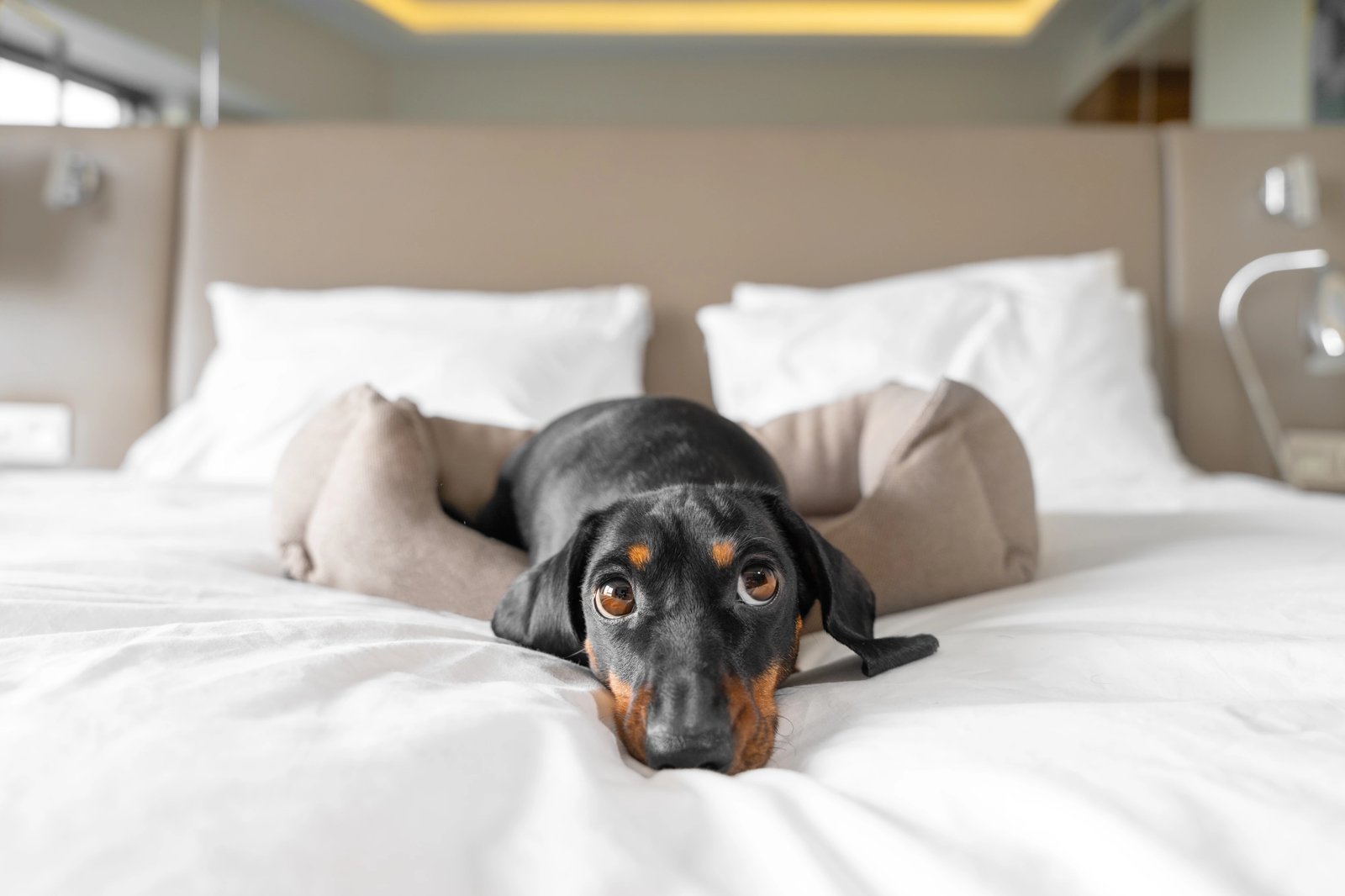 Kimpton El Castelar Polanco Hotel — rooms