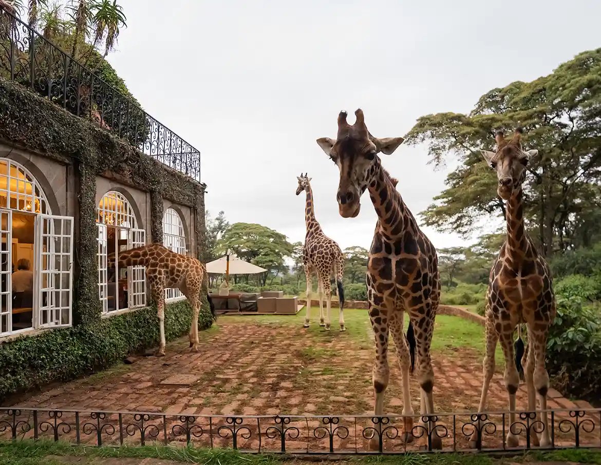 Giraffe Manor, vibe
