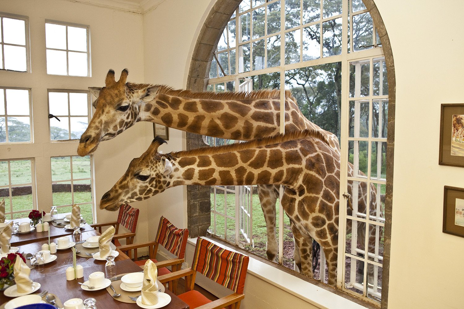 Giraffe Manor, eat & drink