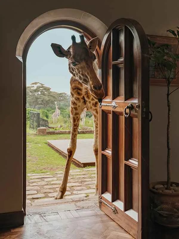Giraffe Manor, vibe