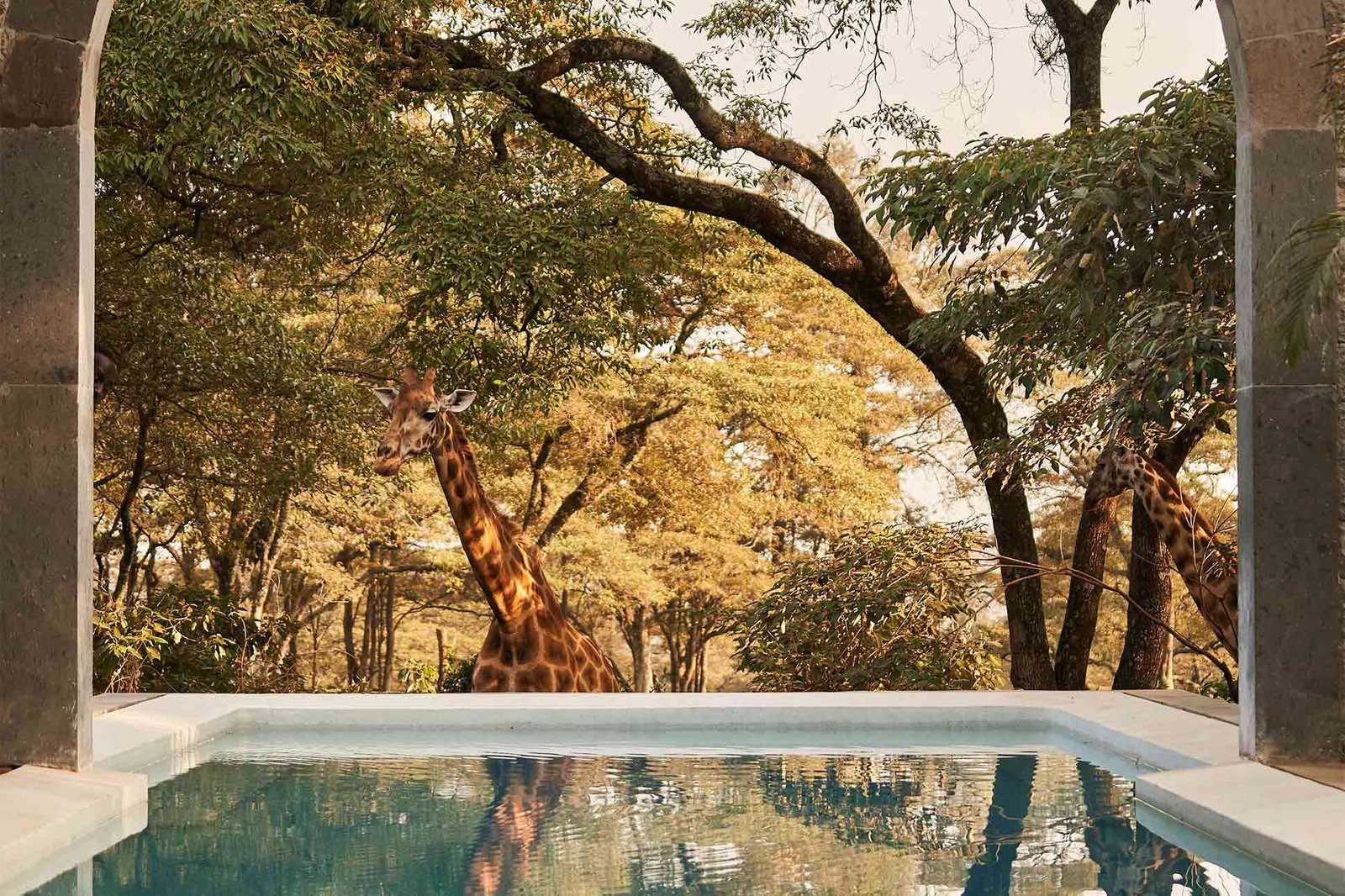 Giraffe Manor, wellness