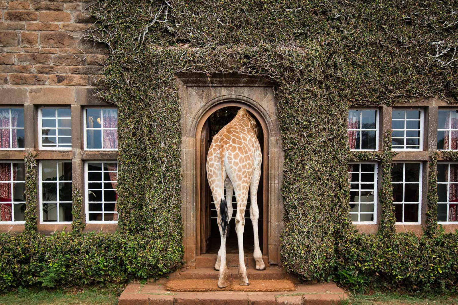 Giraffe Manor, backstory