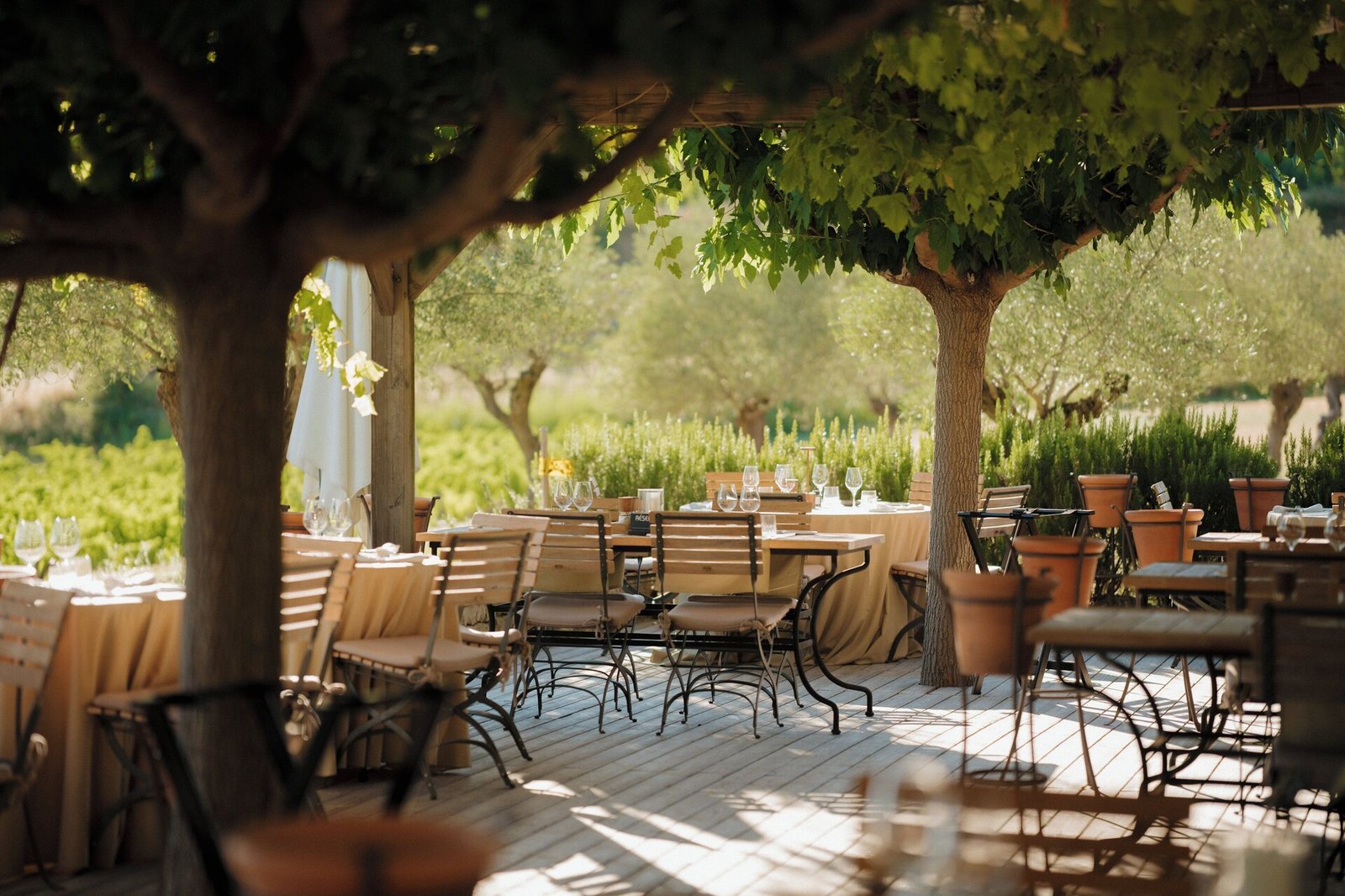 Coquillade Provence, les vignes