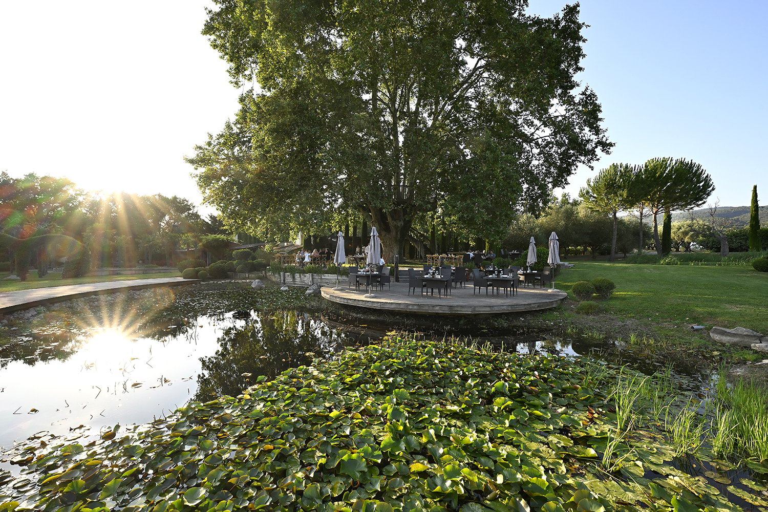 Domaine Des Andéols, le platane