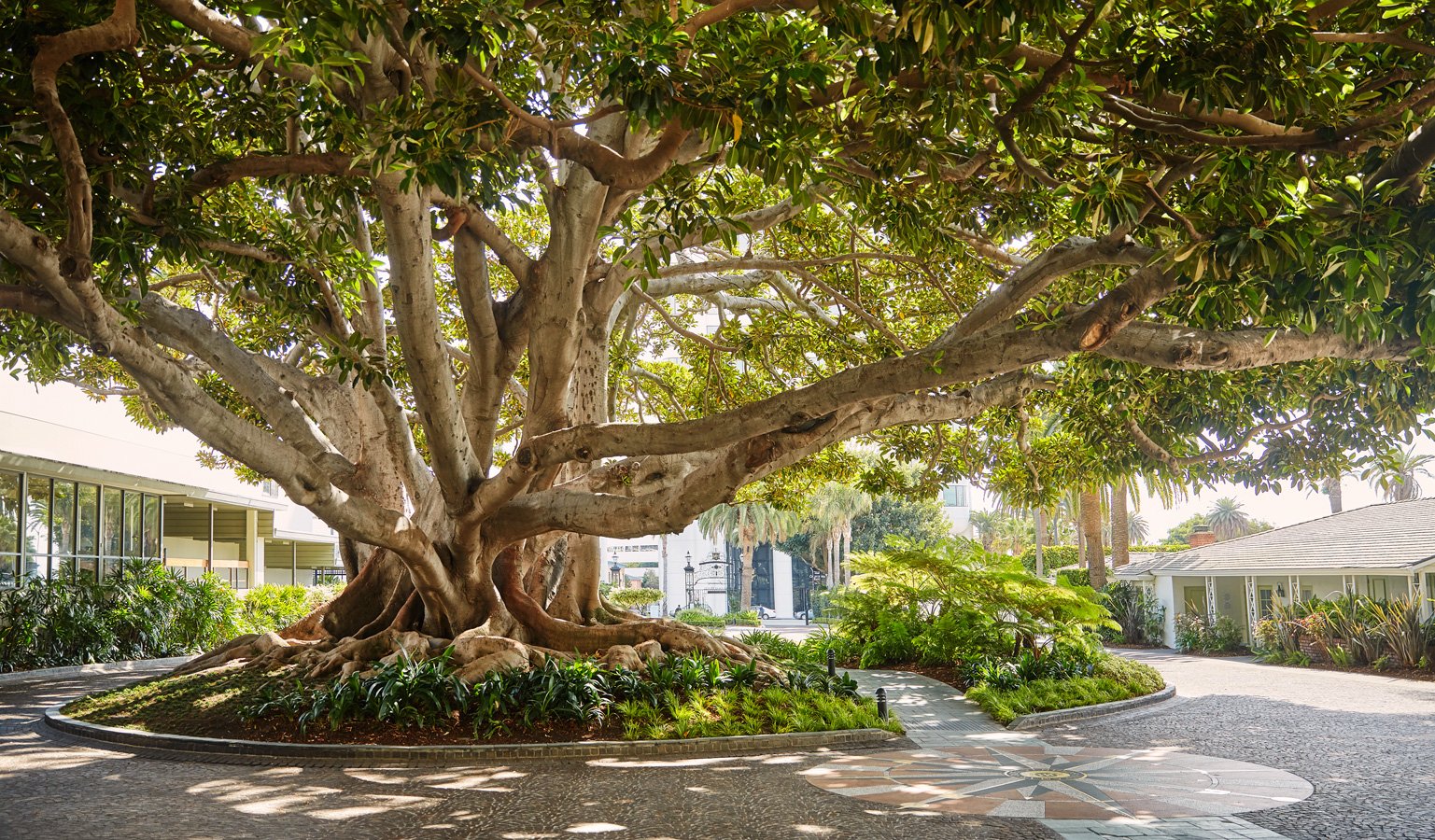 Fairmont Miramar Hotel & Bungalows — vibe