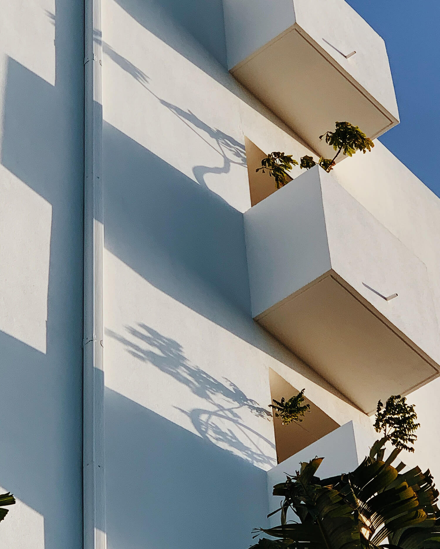 Palm Heights, backstory