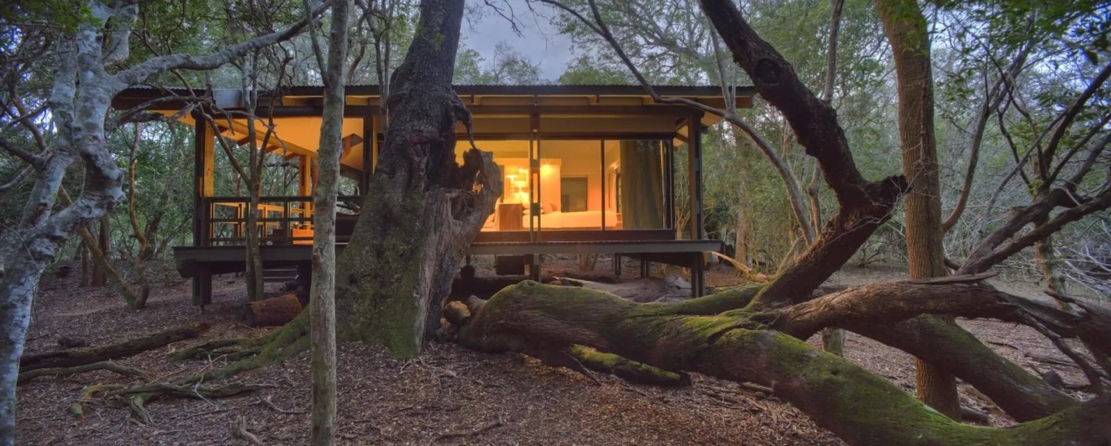 andBeyond Phinda Forest Lodge, backstory