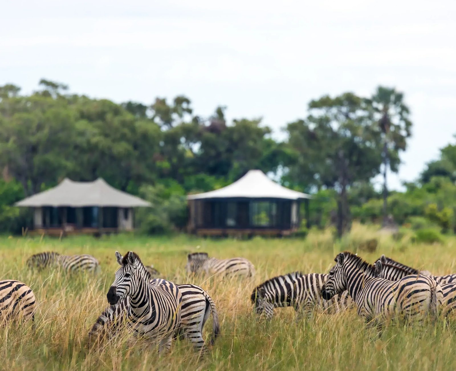Daunara Safari Camp, backstory