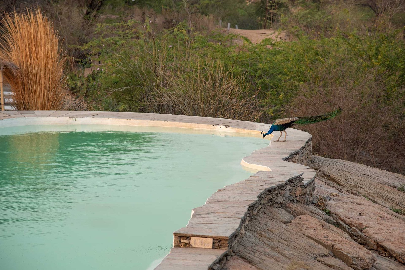 Brij Lakshman Sagar, the pool