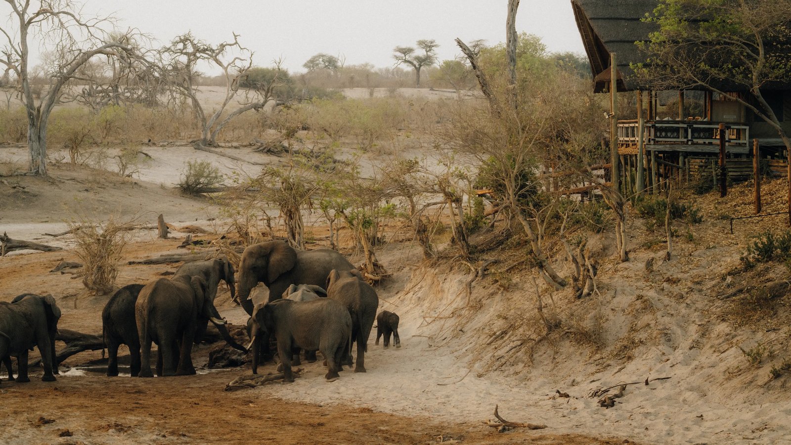 Savute Elephant Lodge, backstory