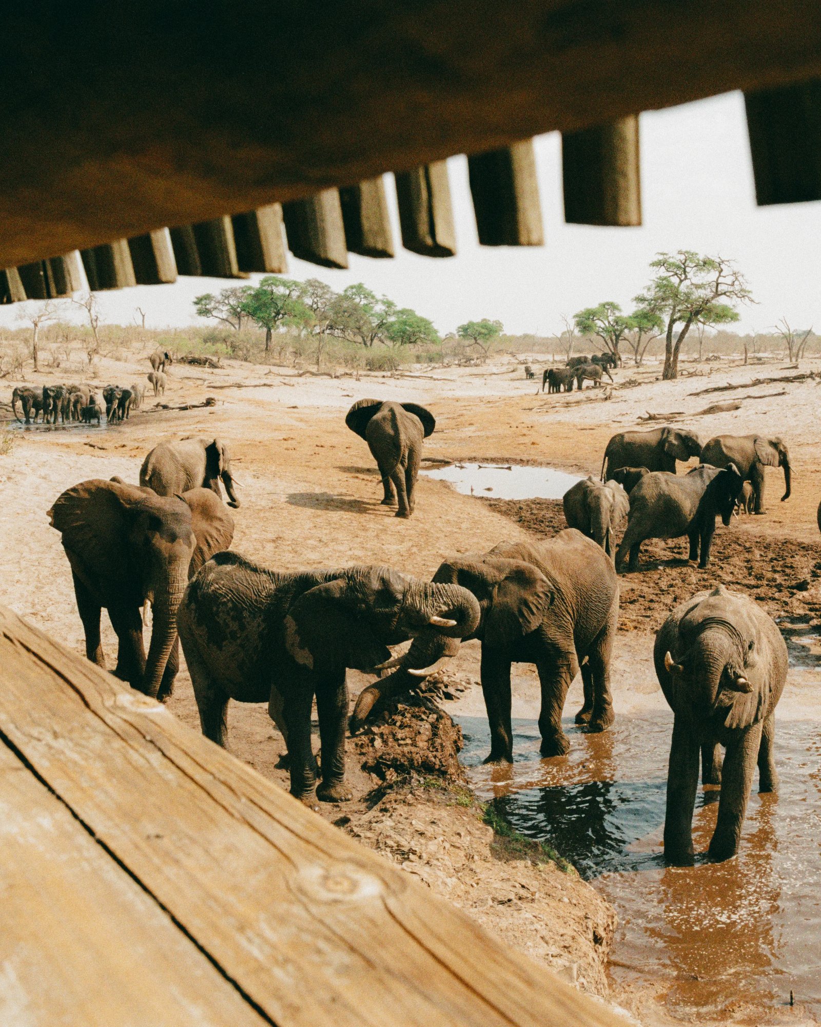 Savute Elephant Lodge, vibe