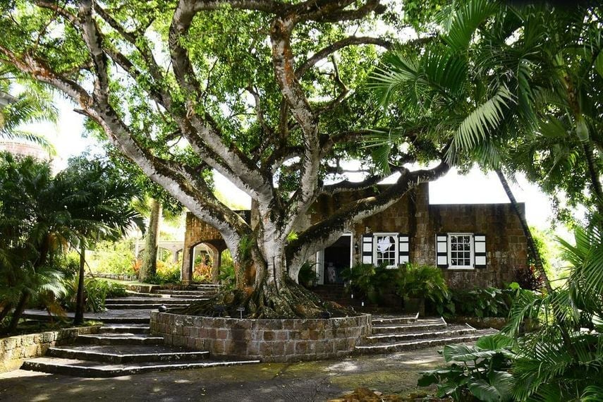 Montpelier Nevis, how it began