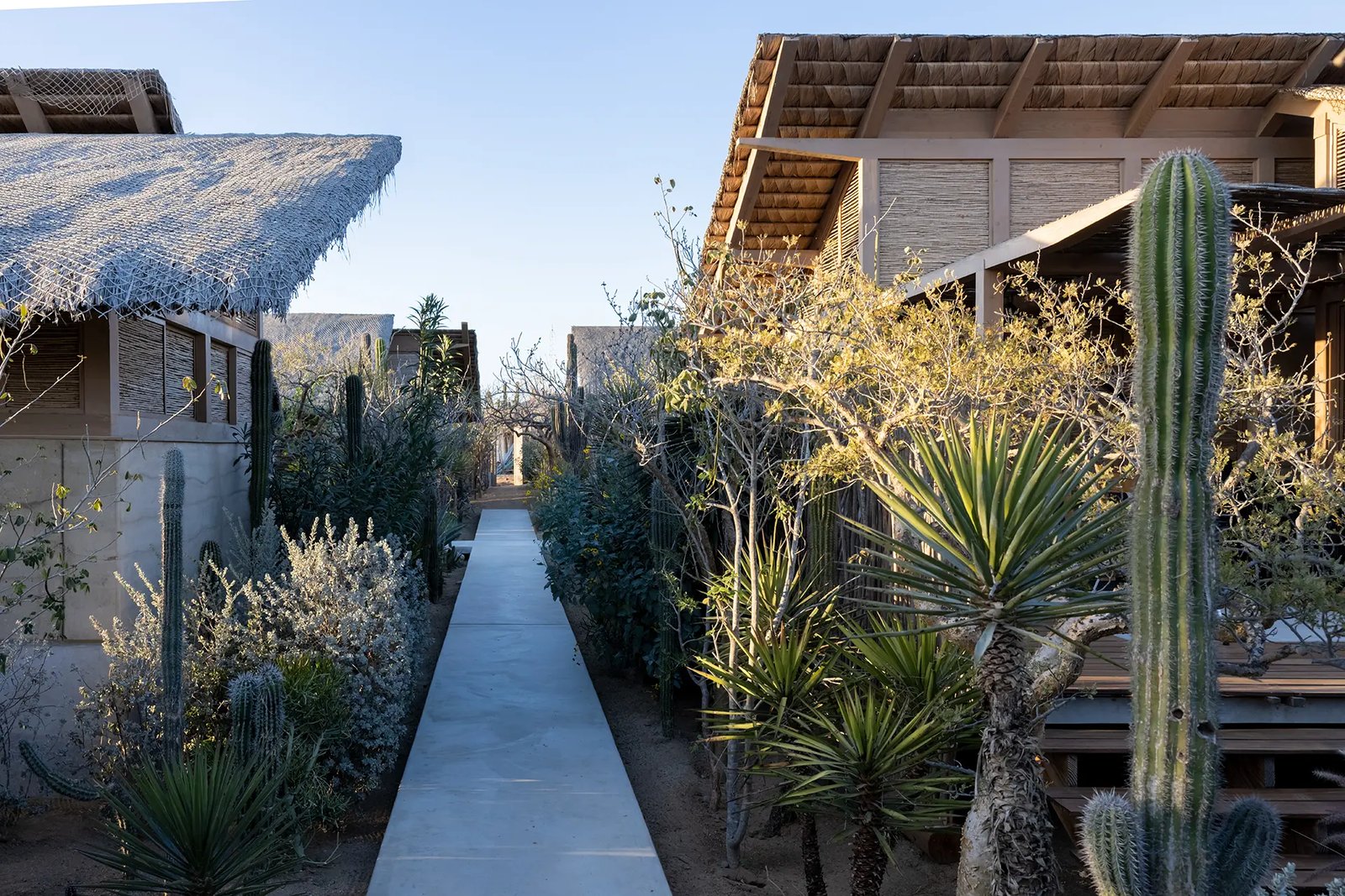 El Perdido Desert Dream, backstory