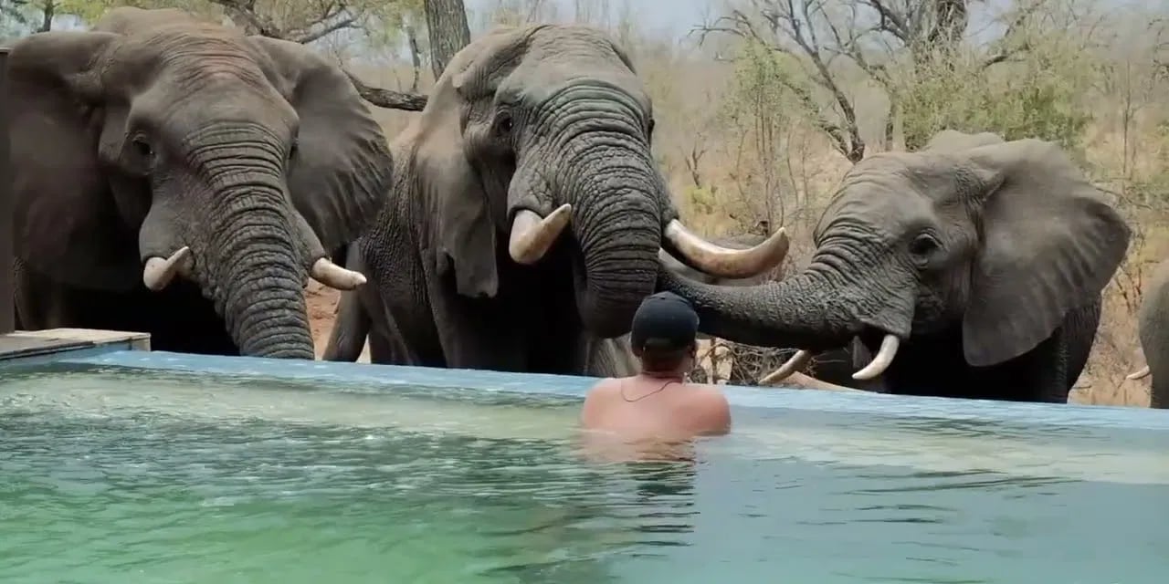 Honeyguide Tented Safari Camps, the pool