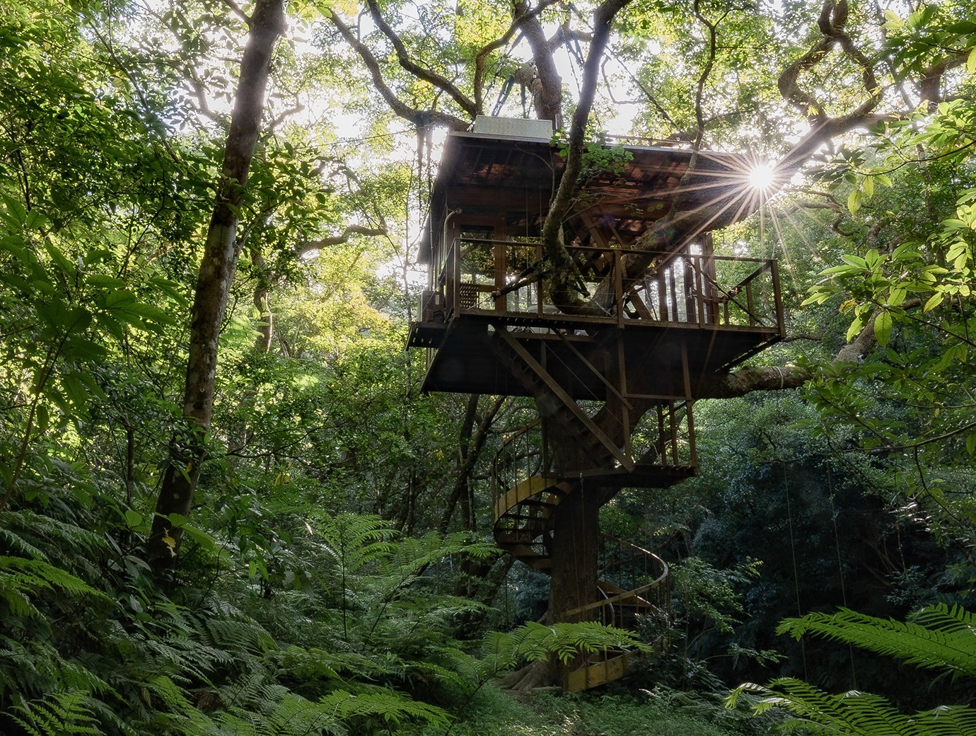 Treeful Treehouse, how it began