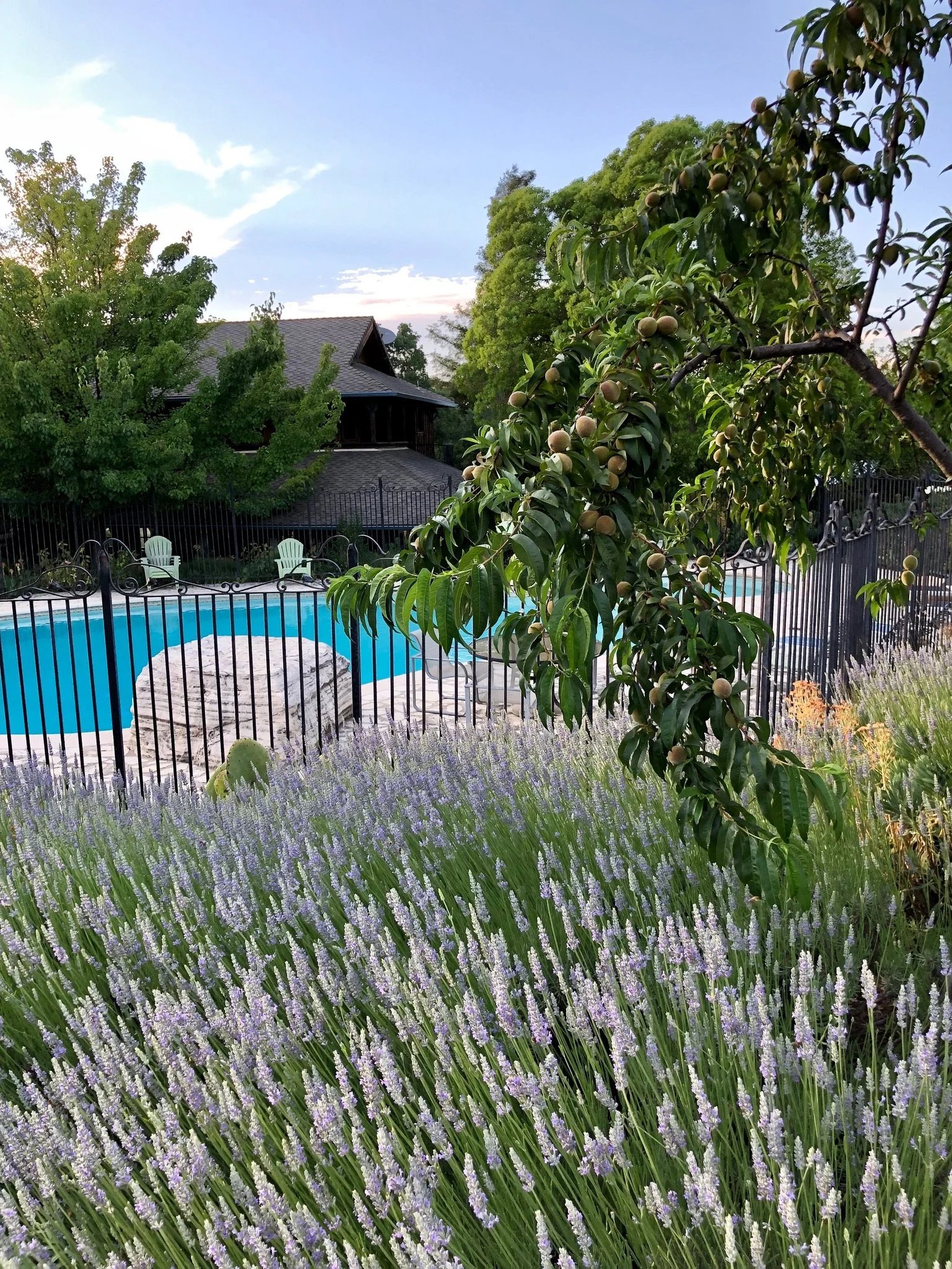 Inn Paradiso, the pool