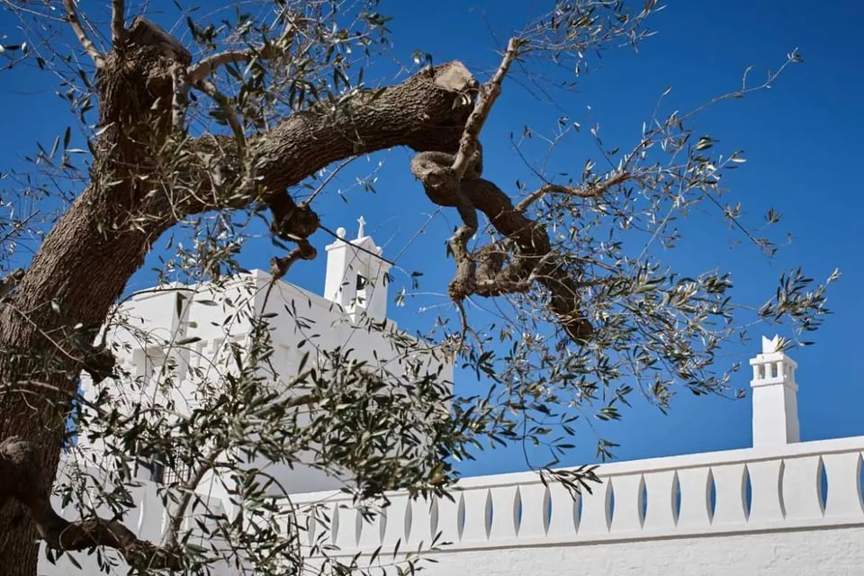 Masseria Almadava, how it began