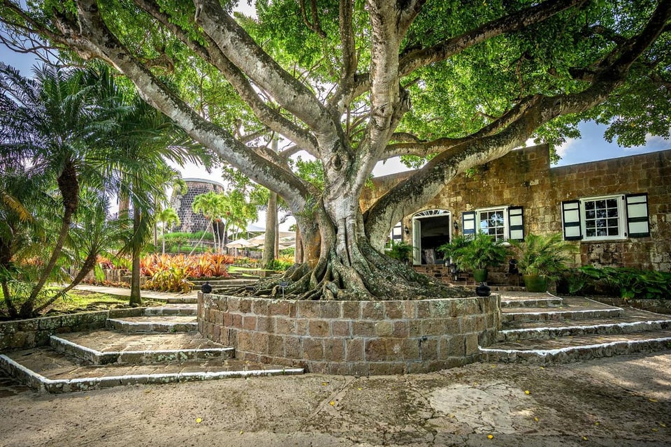 Montpelier Nevis, how it began