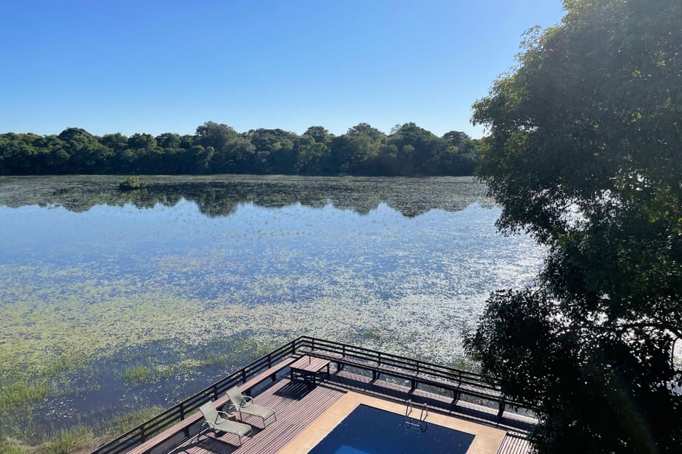 Caiman, Pantanal, the pool
