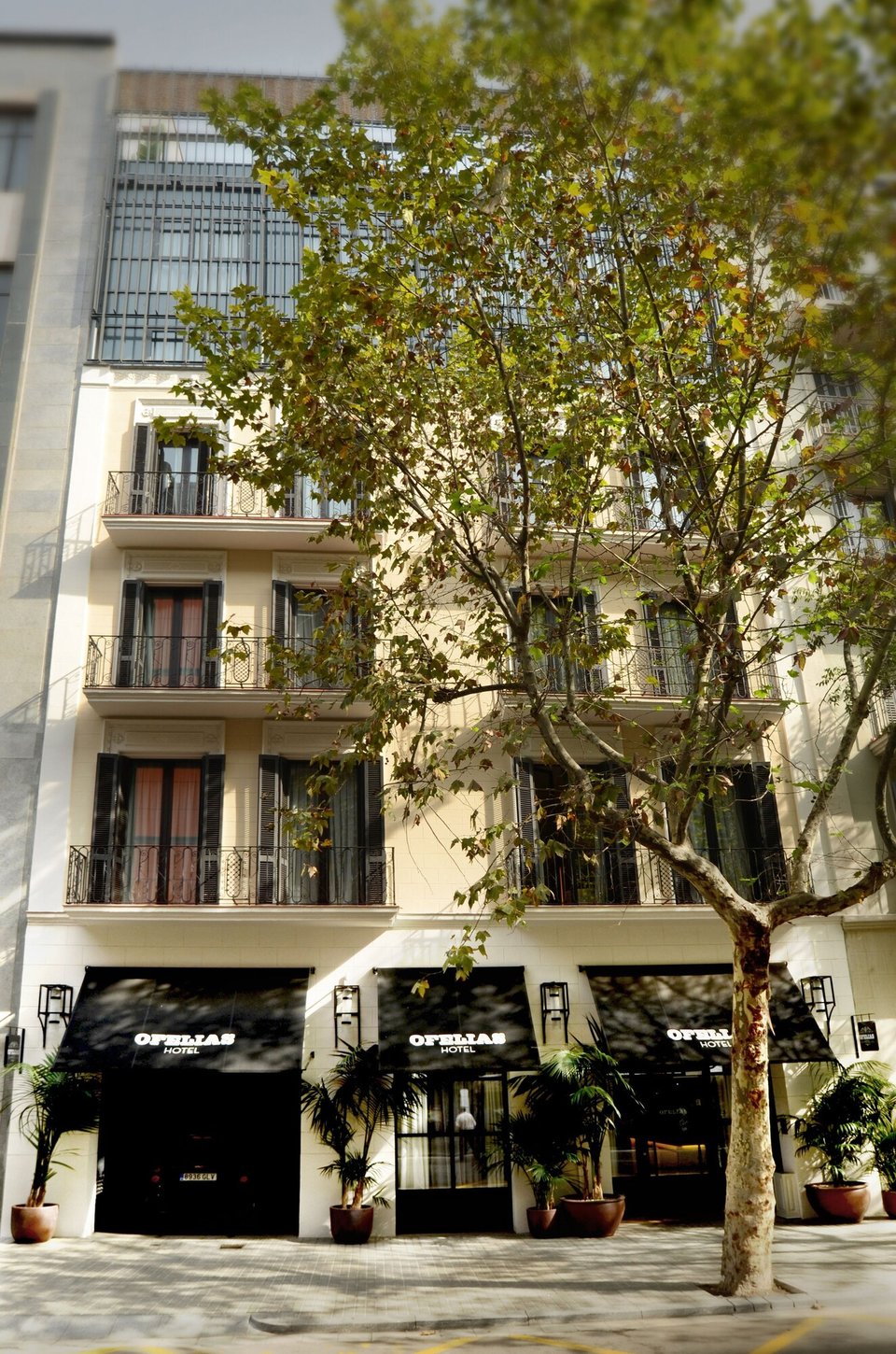 Ofelias Hotel, how it began