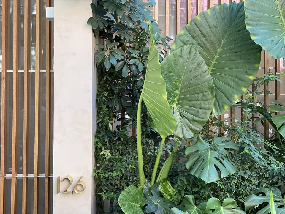 Octavia Casa, how it began